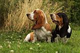 BASSET HOUND 128